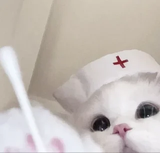 🏥 emoji ꒰ ᥕɦiᴛᥱ ᥴᥲᴛs . . @wexsavi 👀🧸 >> Telegram sticker 19 of 53