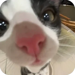 👋 emoji шкебеде ричик Telegram sticker 24 of 115