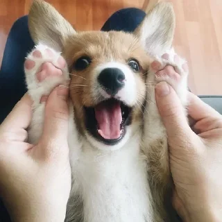😀 emoji Пёсили"-_ Telegram sticker 13 of 39