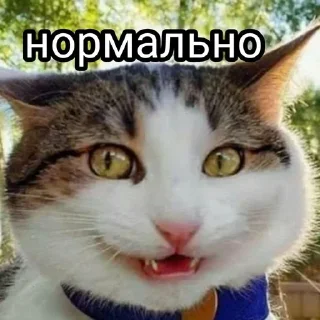 🌟 emoji Енотиха Telegram sticker 14 of 42