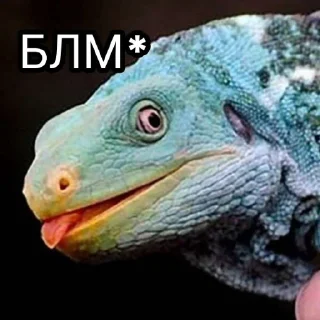 🌟 emoji Енотиха Telegram sticker 22 of 42