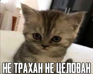 😼 emoji сочные киски Telegram sticker 13 of 69