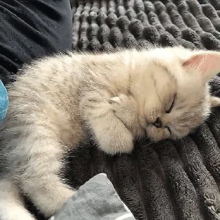 😴 emoji сочные киски Telegram sticker 24 of 69