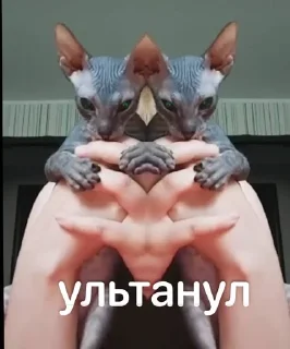 🌟 emoji Глооорст Telegram sticker 12 of 21