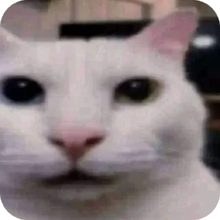 Sticker from The "😼" cat @SantaManches