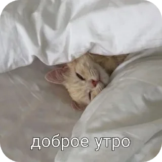 Sticker from С добрым утром