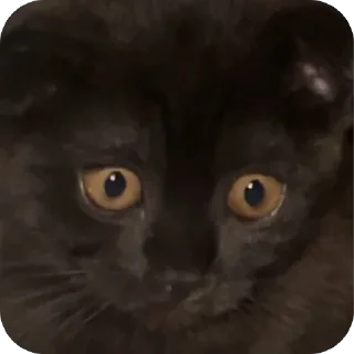🫥 emoji Нюшка Telegram sticker 15 of 22