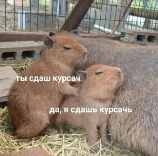 🙏 emoji Няшечки Telegram sticker 14 of 56
