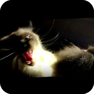 🐱 emoji Пушка💗-🔫 Telegram sticker 13 of 34
