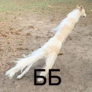 🌟 emoji borzoi Telegram sticker 23 of 32