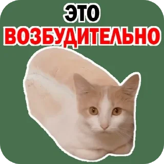 🐱 emoji ... Telegram sticker 8 of 8