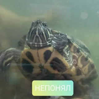 Sticker from Дашины чэрыпашки