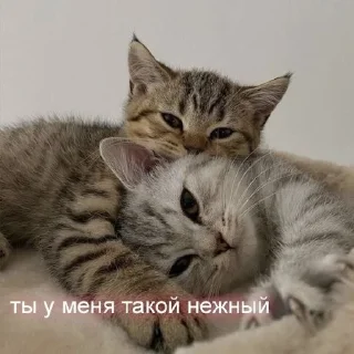 🌟 emoji Милашк Telegram sticker 21 of 23