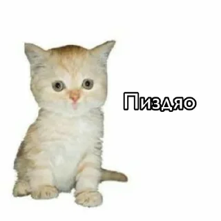 🐈 emoji лучший VPN - @thepulsrbot Telegram sticker 7 of 100