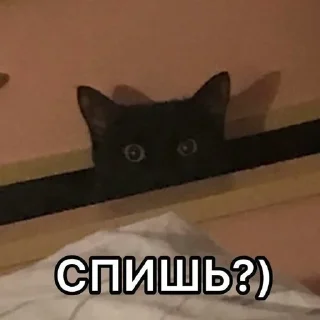 🐱 emoji лучший VPN - @thepulsrbot Telegram sticker 5 of 100