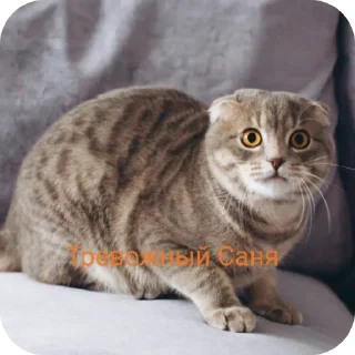🐱 emoji Санечка UWU Telegram sticker 18 of 27