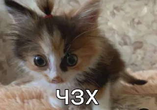 🌟 emoji 🐈‍⬛ Telegram sticker 14 of 50