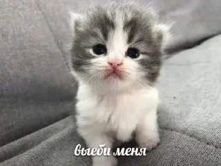 🚯 emoji Максик Telegram sticker 20 of 26