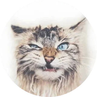 Sticker from Juli Siza — @stckrRobot