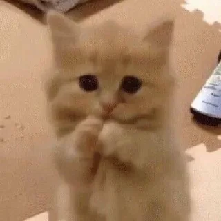 🙏 emoji коты Telegram sticker 23 of 90