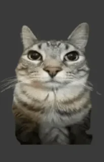 🌟 emoji Pizdetc Telegram sticker 5 of 78