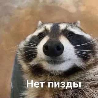 🥰 emoji Еноты Telegram sticker 10 of 42