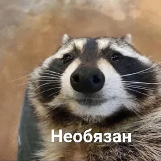 🥰 emoji Еноты Telegram sticker 21 of 42