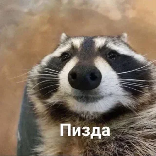 🥰 emoji Еноты Telegram sticker 9 of 42