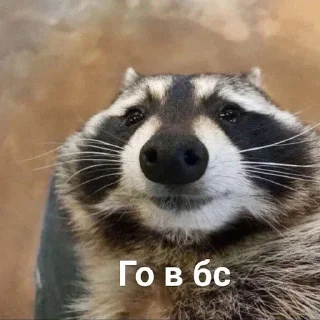 🥰 emoji Еноты Telegram sticker 18 of 42