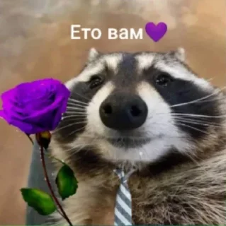 🥰 emoji Еноты Telegram sticker 6 of 42