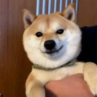 😏 emoji Shiba Telegram sticker 15 of 22