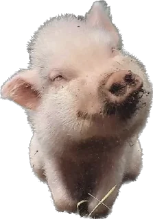🫠 emoji 🐷 Telegram sticker 23 of 35