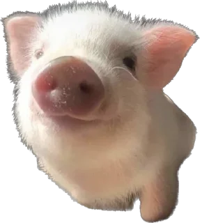 😚 emoji 🐷 Telegram sticker 18 of 35