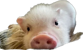 😞 emoji 🐷 Telegram sticker 7 of 35