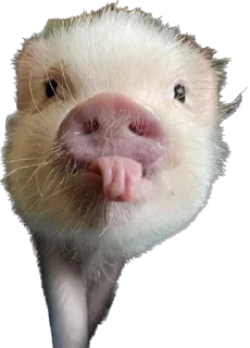 😜 emoji 🐷 Telegram sticker 6 of 35
