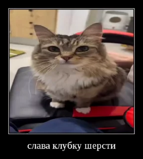 Sticker from Куча Лун :: Автор:@Skuerny