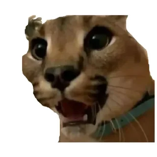 💚 emoji Шлёпа 3 Telegram sticker 13 of 25