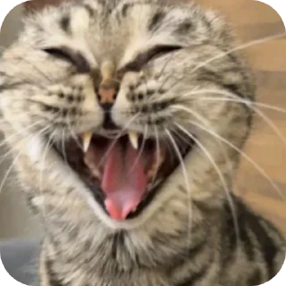 😺 emoji @sayori_777 Олег вернись Telegram sticker 23 of 108