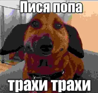 🤩 emoji ебучие псины нахуй Telegram sticker 21 of 120