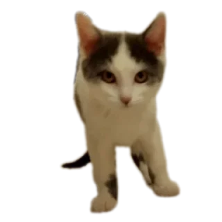 🐱 emoji Ыыыыы @rogshen Telegram sticker 12 of 66