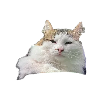 🐱 emoji Ыыыыы @rogshen Telegram sticker 21 of 66