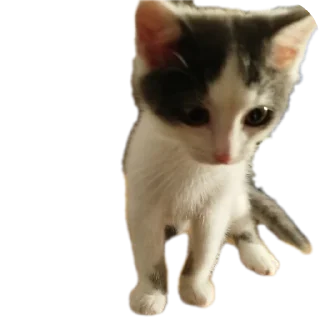 🐱 emoji Ыыыыы @rogshen Telegram sticker 17 of 66