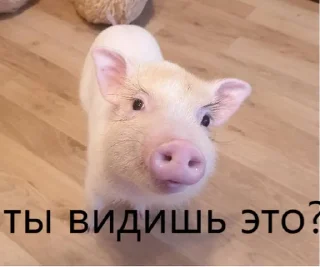 🌟 emoji pig https://t.me/minipiggies Telegram sticker 12 of 21