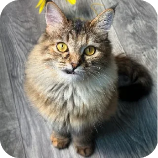 🐱 emoji Stiker by Telegram sticker 9 of 107