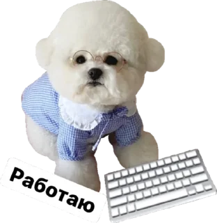 👩‍💻 emoji Joseph Telegram sticker 24 of 96