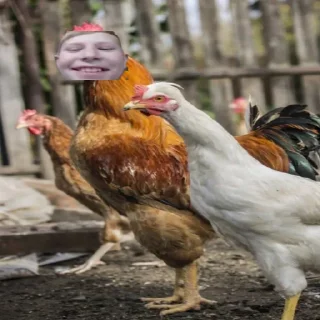 🐓 emoji Легенда Telegram sticker 13 of 100