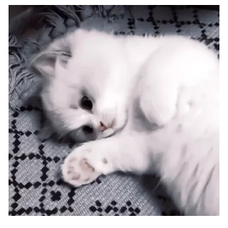 😞 emoji котя Telegram sticker 13 of 49