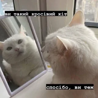 😺 emoji коти Telegram sticker 18 of 87