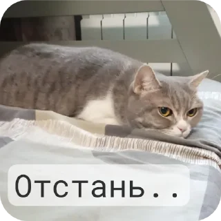 Sticker from Фроськаа