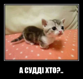 ⚖️ emoji КОТИСЬКО та компанія Telegram sticker 18 of 25